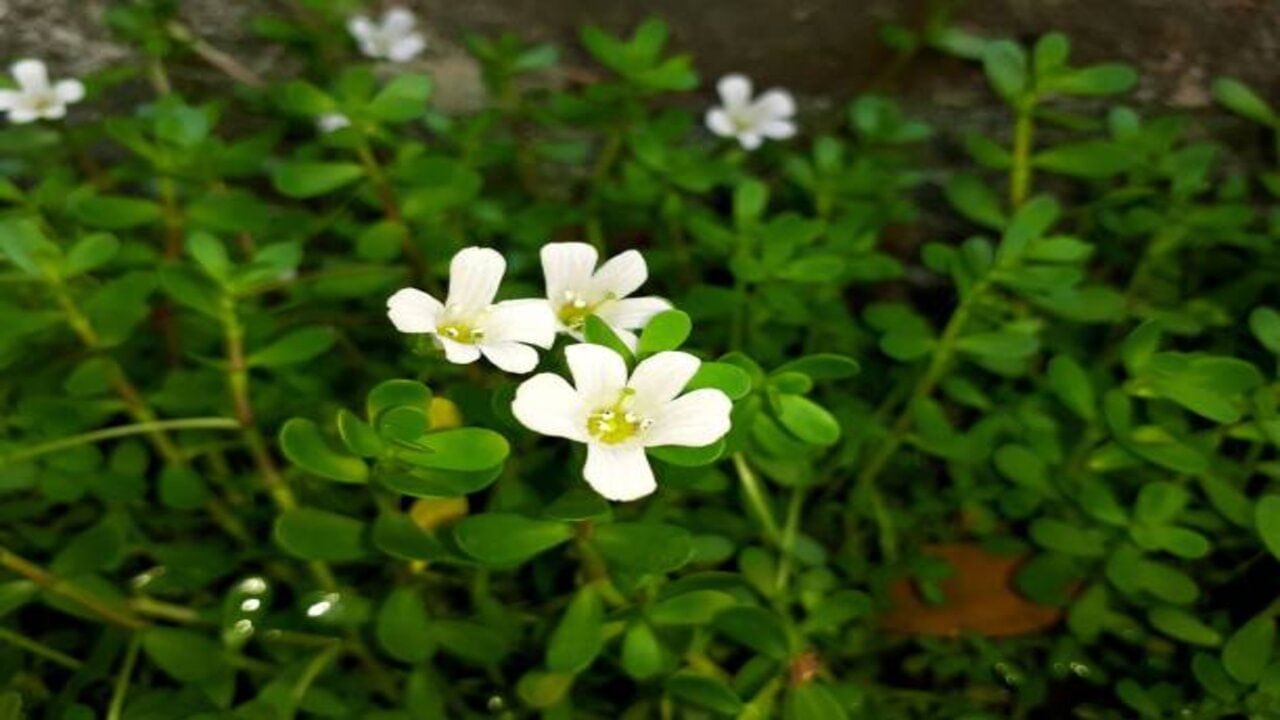 Brahmi Benefits: గజినీ మతిమరుపును సైతం పోగొట్టే బ్రహ్మాండమైన బ్రాహ్మీ ఆకు.. రహస్యం తెలిస్తే..