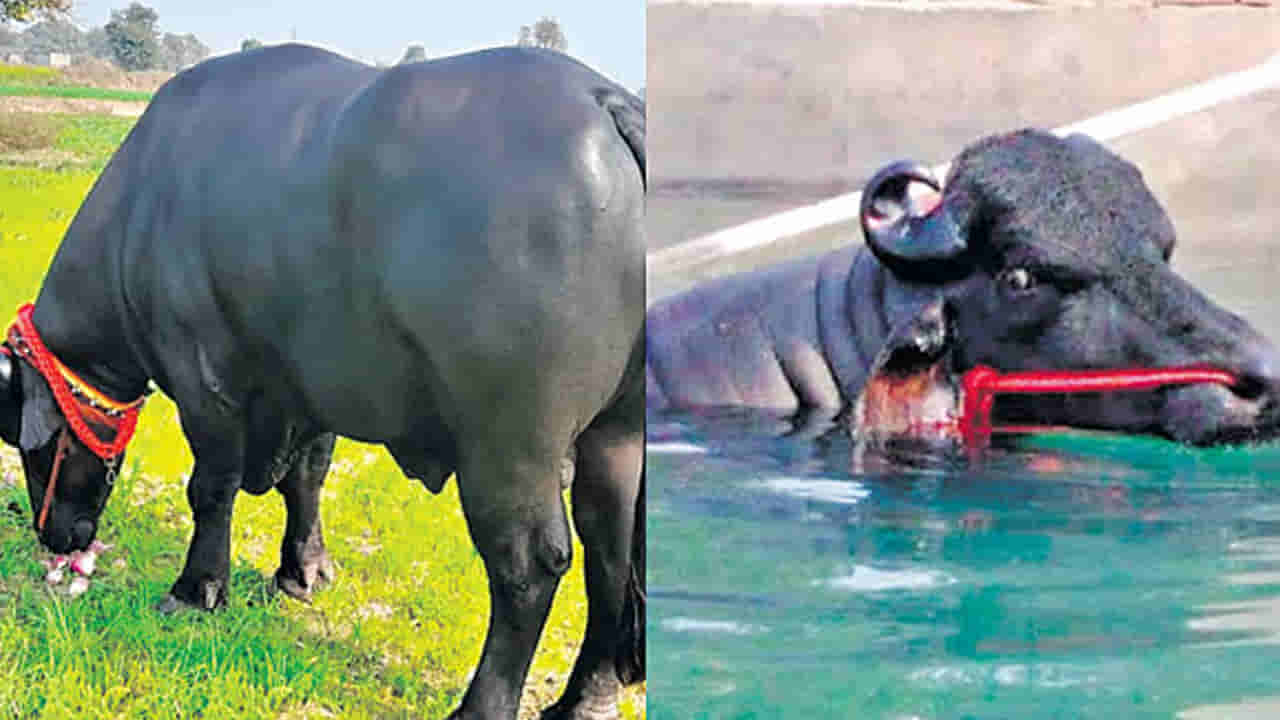 అమ్మో బాబోయ్..దున్నపోతుని పెంచుకుంటూ నెలకు రూ.9.60 లక్షలు సంపాదిస్తున్నాడు. ఎక్కడంటే