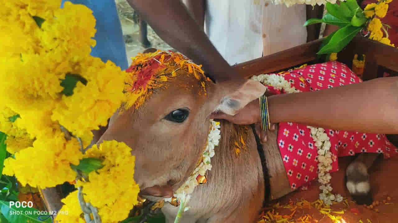 Hanuman Junction: పుంగనూరు పొట్టి దూడకు బారసాల వేడుక.. అది ఎంత ముద్దుగా ఉందో కదా..!