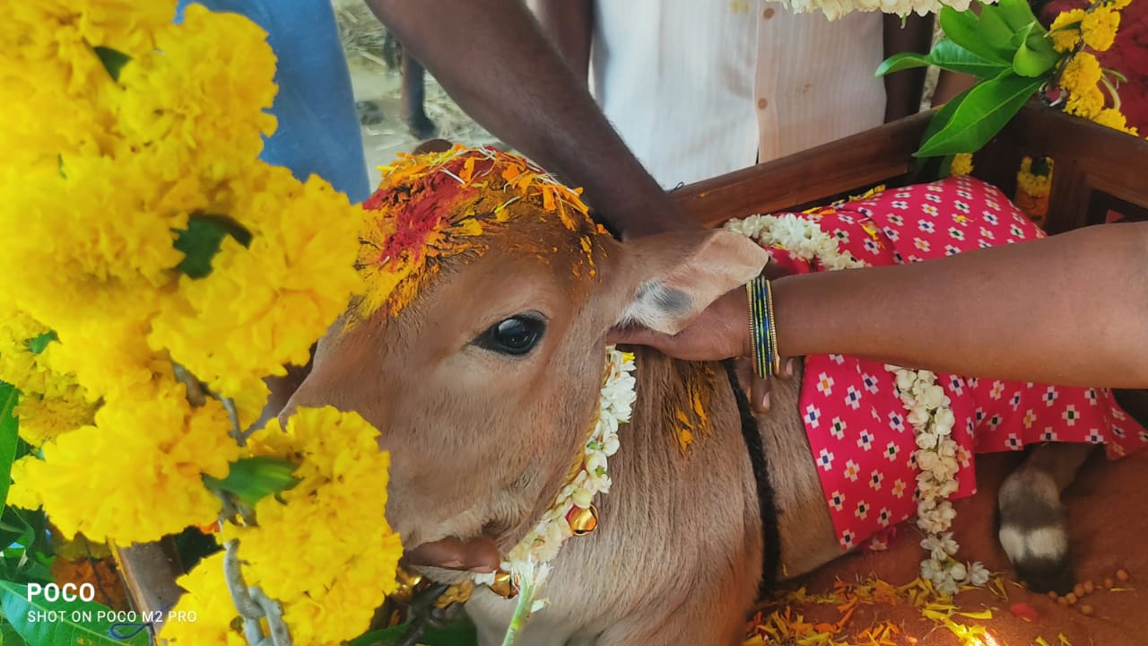 Hanuman Junction: పుంగనూరు పొట్టి దూడకు బారసాల వేడుక.. అది ఎంత ముద్దుగా ఉందో కదా..!