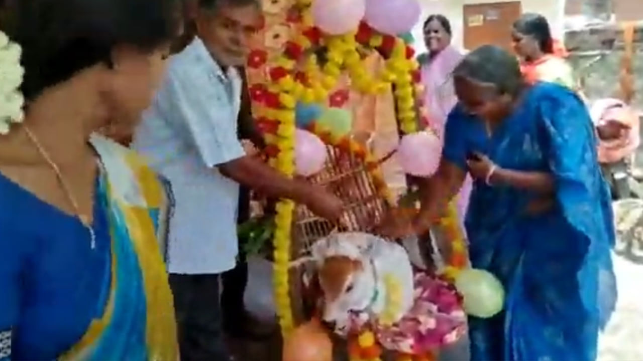 Cradle Ceremony వైభవంగా ఆవు దూడకు బారసాల.. పిండి వంటకాలతో భోజనాలు