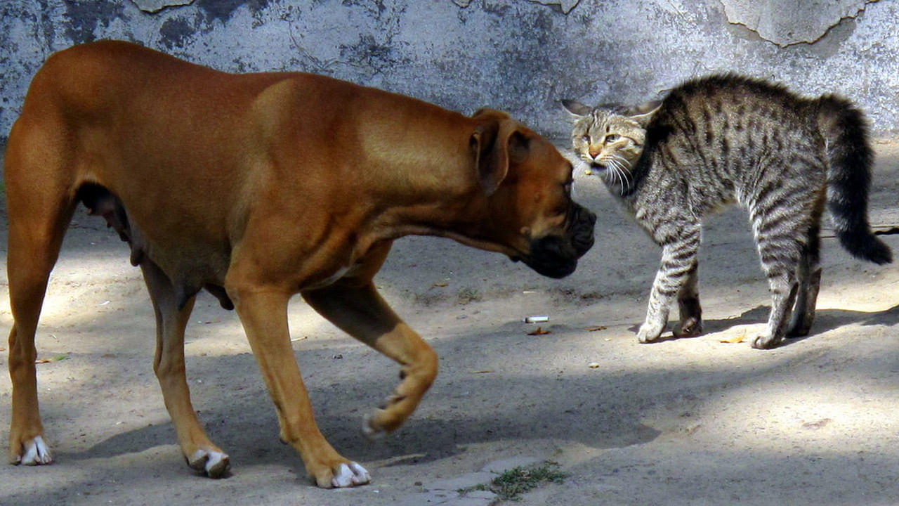 Cat vs Dog: పిల్లిని తుక్కుతుక్కుగా కొట్టిన కుక్క.. కానీ అంతలోనే పెను మార్పు.. నెటిజన్లకు తెగ నచ్చేస్తున్న వీడియో..