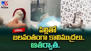 తల చూస్తే మొసలి..శరీరం చూస్తే చేప.. డేంజరస్ జీవి..