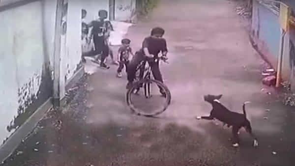 Watch Video: 12 ఏళ్ల బాలుడిపై వీధికుక్క దాడి.. షాకింగ్ వీడియో వైరల్.. చూస్తే భయానకం