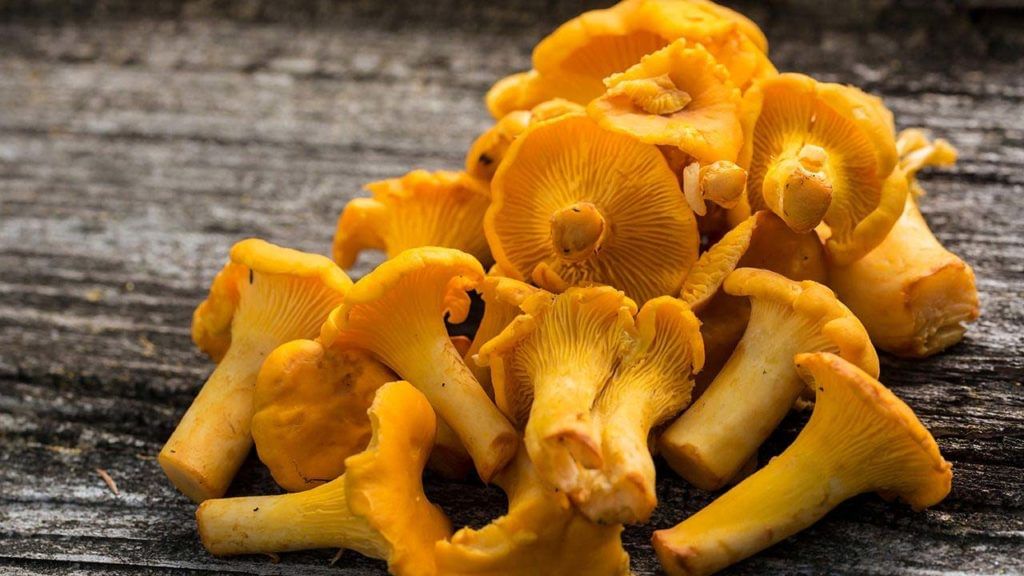 Chanterelle Mushrooms