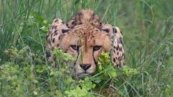 Kuno National Park: కునో నేషనల్ పార్క్ నుంచి తప్పించుకున్న మరో చిరుత.. మొన్న ఒబాన్, నేడు ఆశా..