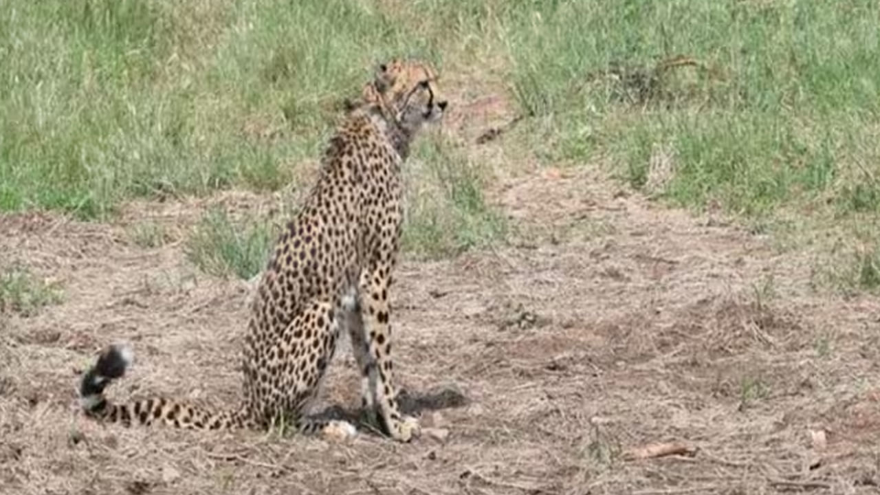 Cheetah Deaths: చీతాల మృతిని ముందుగానే ఊహించాం.. ప్రస్తుతం క్లిష్టమైన దశ సాగుతోందన్న దక్షిణాఫ్రికా..