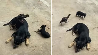 కిలో దొండకాయలు ధర రూ.900.. ఎక్కడంటే ?