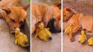 Viral video: అదృష్టానికి బ్రాండ్‌ అంబాసిడర్‌లా ఉన్నాడుగా.. ఒక్క క్షణం అటుఇటైనా.. జీవితం తలకిందులైయ్యేది.