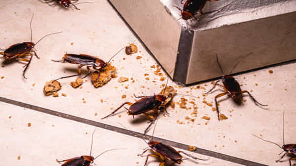 Kitchen Hacks : బొద్దింకల స్ప్రే వాడితే ప్రమాదమని భావిస్తున్నారా..అయితే బొద్దింకలను తరిమే సహజ చిట్కాలు ఇవే..