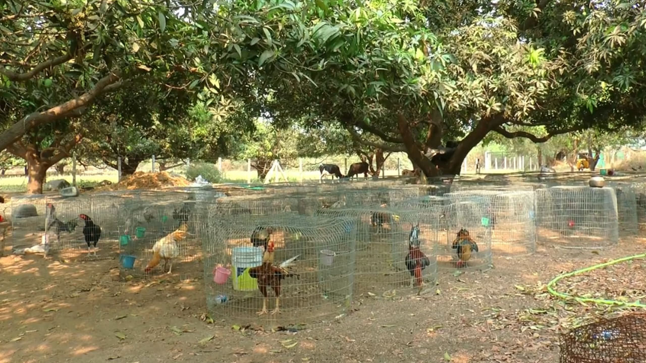 Telangana: Don't feel depressed about not getting a job.. Lakhs raising chickens in a mango garden