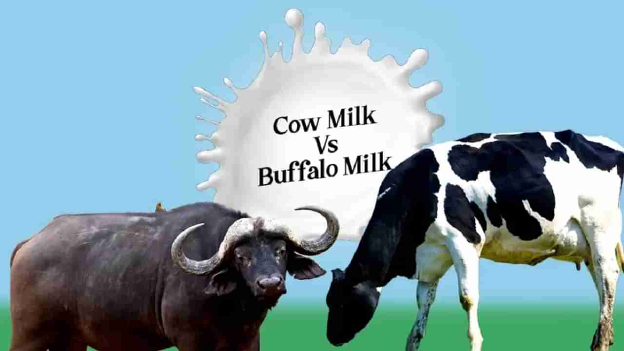 Milk: ఆవు పాలలో ఉన్నదేంటి? గేదె పాలలో లేనిదేంటి? రెండింటికీ తేడా తెలిస్తే షాక్ అవుతారు..