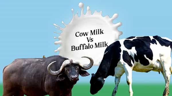 Milk: ఆవు పాలలో ఉన్నదేంటి? గేదె పాలలో లేనిదేంటి? రెండింటికీ తేడా తెలిస్తే షాక్ అవుతారు..