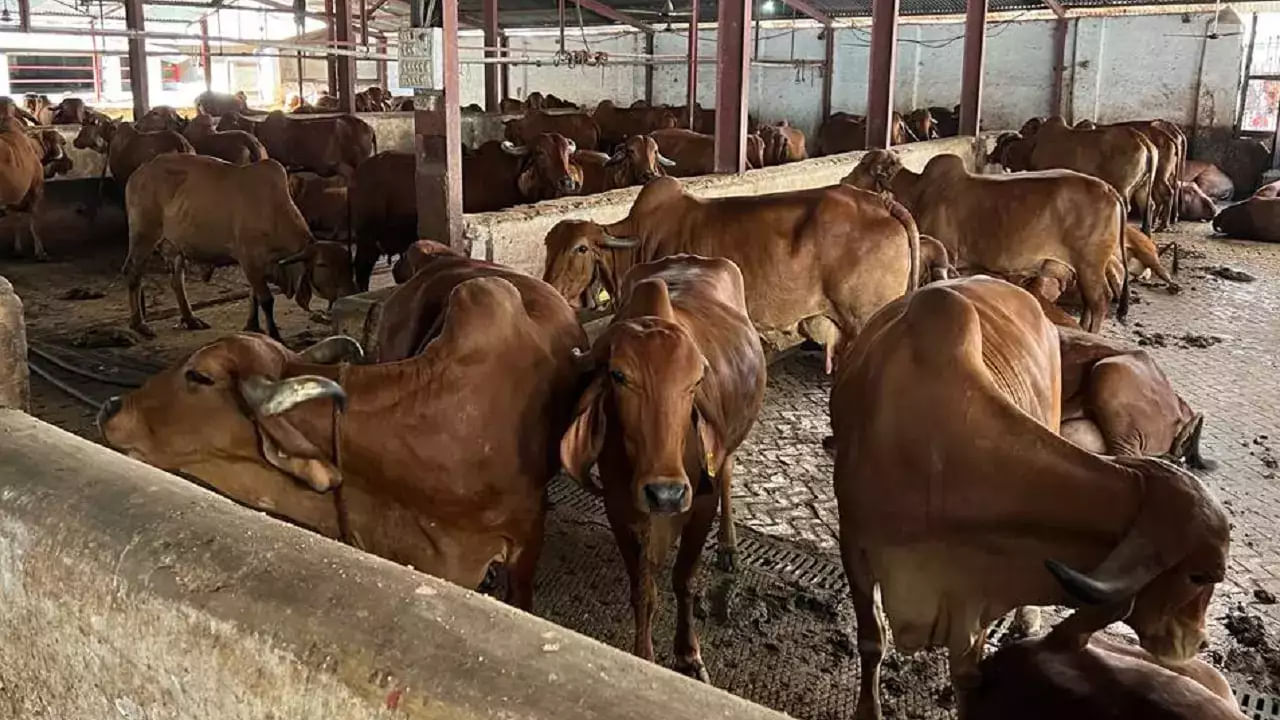 Cow Urine: గోమూత్రం తాగడం మనుషులకు హానికరమని తాజా పరిశోధనలో వెల్లడి.. పతంజలి రియాక్షన్‌ ఏమిటంటే?