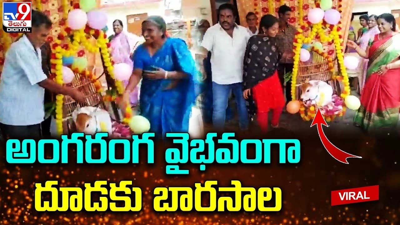 వైభవంగా లేగ దూడకు బారసాల !! చూస్తే ఫిదా కావాల్సిందే !! Telugu News