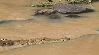 Viral Video: స్వదేశీ టీ చేసిన విదేశీ కోడలు .. ఒక అందమైన పొరపాటుతో వీడియో వైరల్..
