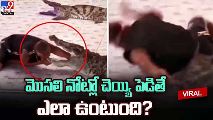 మొసలి నోట్లో చెయ్యి పెట్టిన వ్యక్తి !! క్షణాల్లో.. మొసలి నోట్లో చెయ్యి పెట్టిన వ్యక్తి !! క్షణాల్లో..