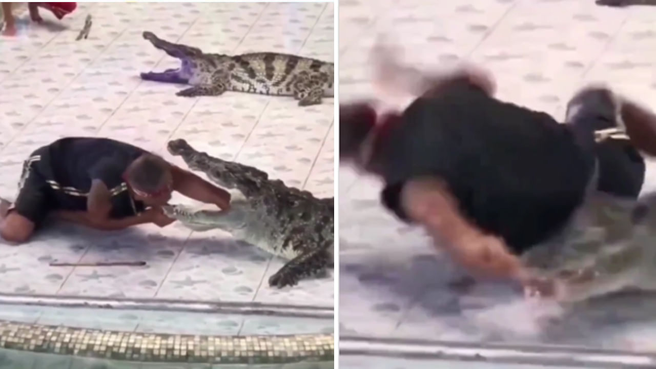 Crocodile vs Man: పోయే కాలం వచ్చిందేమో..! మొసలితోనే ఆటలు.. మండి పడుతున్న నెటిజన్లు.. అసలేమయ్యిందంటే..?