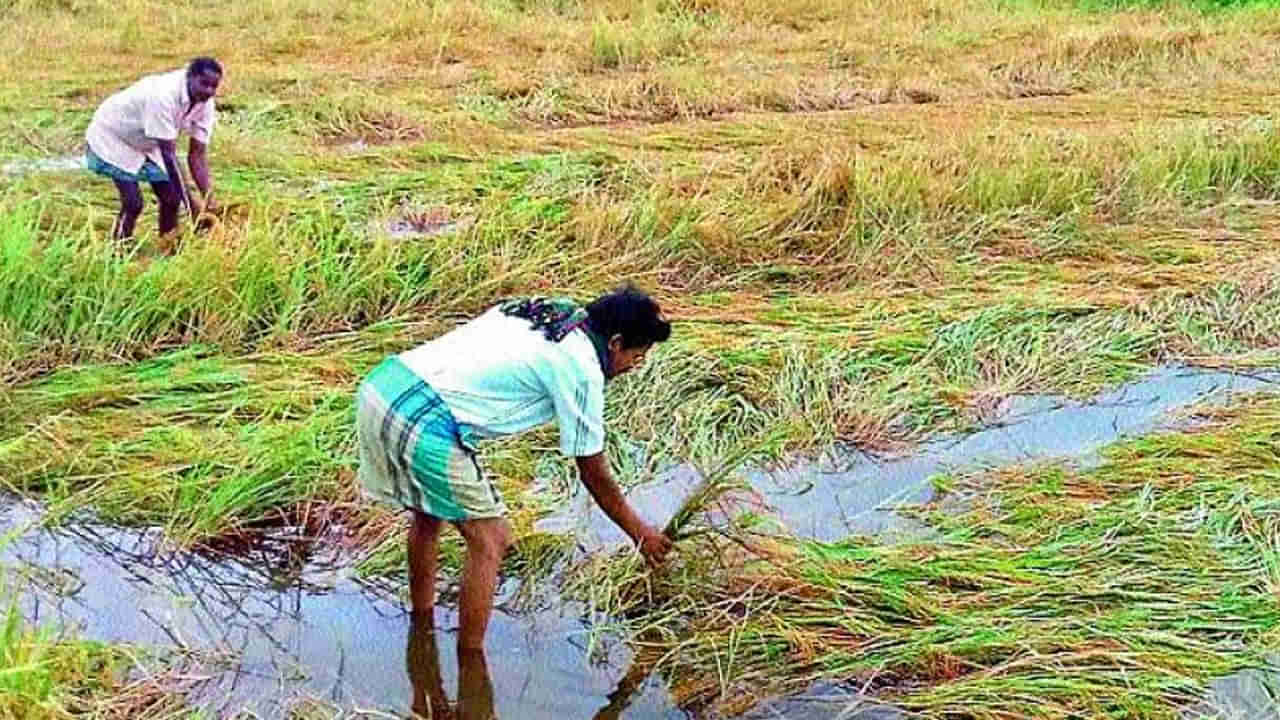 Crop Loss: రైతు పుట్టి ముంచిన అకాల వర్షాలు.. పంటలన్నీ వర్షార్పణం.. బోరున విలపిస్తున్న కర్షకులు..