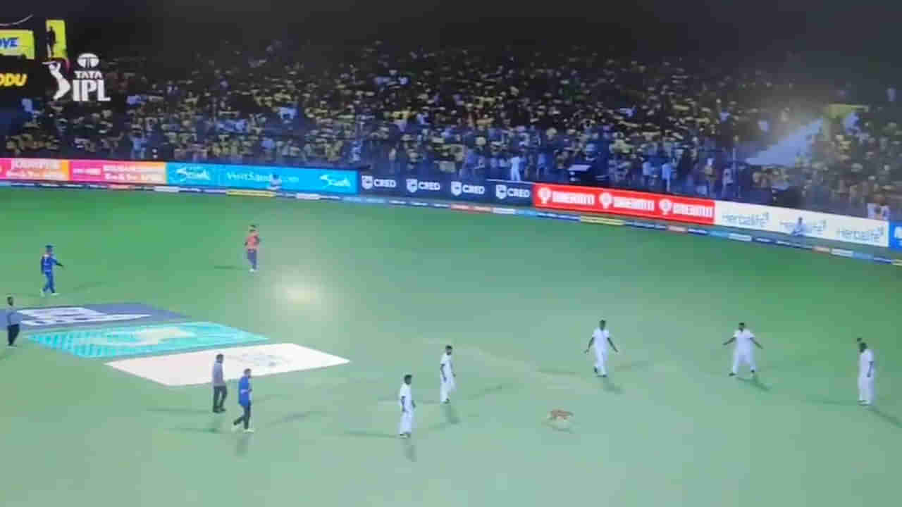 Viral Video: బ్యాటింగ్ చేసేందుకు ఎంట్రీ ఇచ్చిన ఓపెనర్స్.. కట్చేస్తే.. మైదానంలోకి అనుకోని అతిథి.. ఆగిన మ్యాచ్..