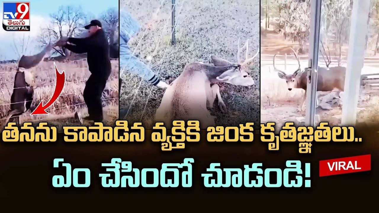 తనను కాపాడిన వ్యక్తికి జింక కృతజ్ఞతలు.. ఏం చేసిందో చూడండి !!