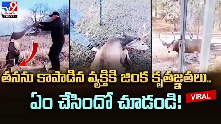 తనను కాపాడిన వ్యక్తికి జింక కృతజ్ఞతలు.. ఏం చేసిందో చూడండి !! తనను కాపాడిన వ్యక్తికి జింక కృతజ్ఞతలు.. ఏం చేసిందో చూడండి !!