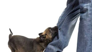 Elections: ఎత్తు 3 అడుగులే..! అయితేనేం.. కొండంత ఆత్మవిశ్వాసంతో ఎన్నికల బరిలోకి..