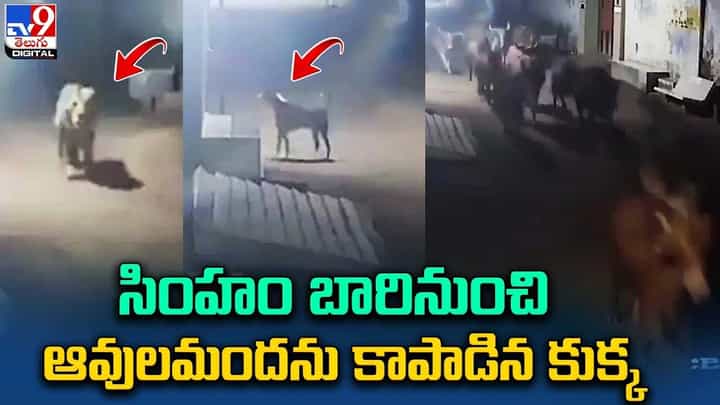 సింహం బారినుంచి ఆవులమందను కాపాడిన కుక్క !! సింహం బారినుంచి ఆవులమందను కాపాడిన కుక్క !!