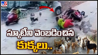 Monkey Trending Video: స్టైల్ విషయంలో తగ్గేదేలే..! ఒక్క హెయిర్‌కట్‌తో మోడల్‌‌గా మారిన మంకీ..