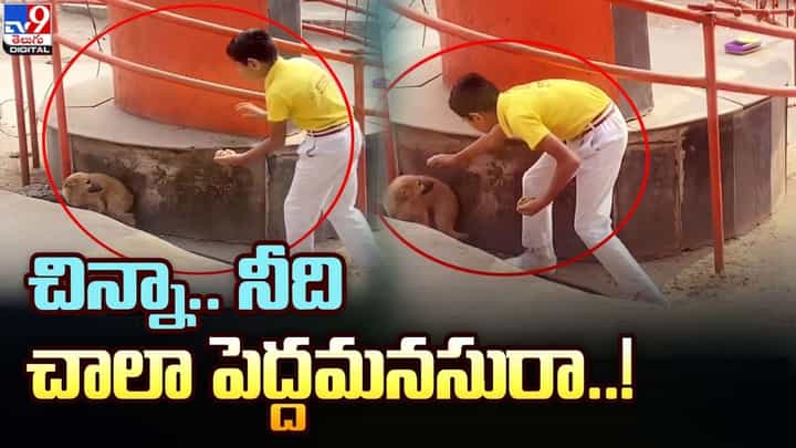 చిన్నా.. నీది చాలా పెద్దమనసురా.. వీధి కుక్కల కోసం ఏం చేశాడో చూడండి చిన్నా.. నీది చాలా పెద్దమనసురా.. వీధి కుక్కల కోసం ఏం చేశాడో చూడండి