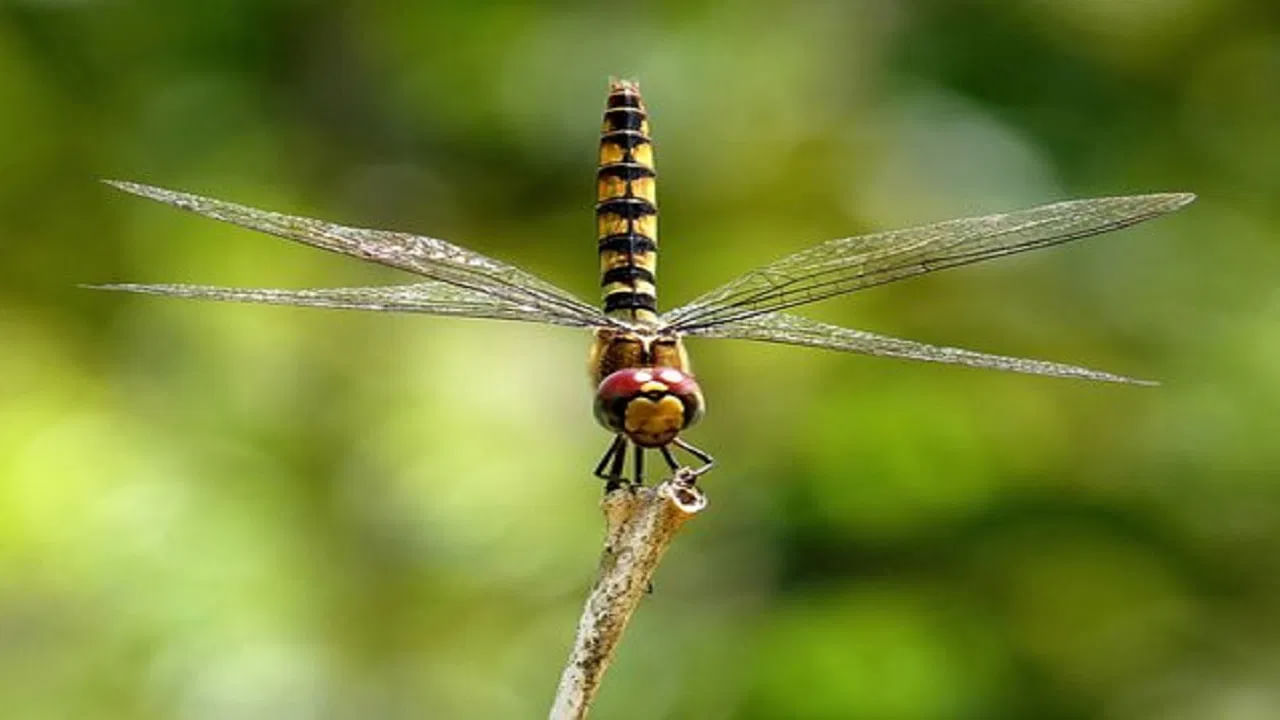 Dragonfly Compressed-డ్రాగన్ ఫ్లైస్ అని పిలువబడే నాలుగు రెక్కల ఎగిరే జీవులను మీరు తప్పక చూసి ఉంటారు. అనేక రంగులలో కనిపించే ఈ జీవులు తరచుగా సాయంత్రం వేళల్లో కనిపిస్తాయి.  వాటి వయస్సు గురించి మాట్లాడినట్లయితే, అవి 4 నెలలు మాత్రమే జీవిస్తాయి. దీని కంటే తక్కువ, అంటే 3 నెలల కన్నా తక్కువ జీవించే అనేక తూనీగలు ఉన్నాయి.  