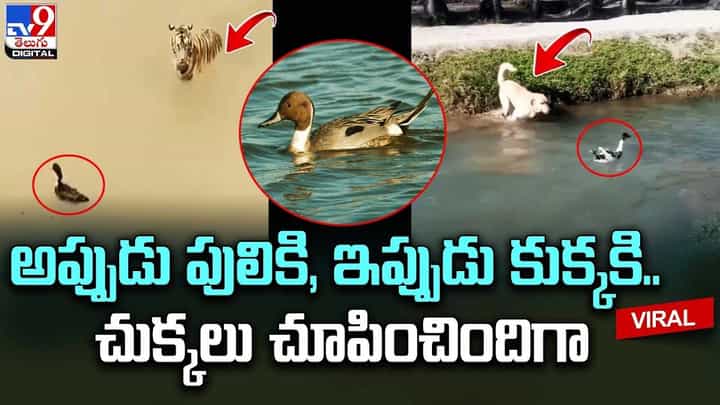 అప్పుడు పులికి, ఇప్పుడు కుక్కకి.. చుక్కలు చూపించిన బాతు అప్పుడు పులికి, ఇప్పుడు కుక్కకి.. చుక్కలు చూపించిన బాతు