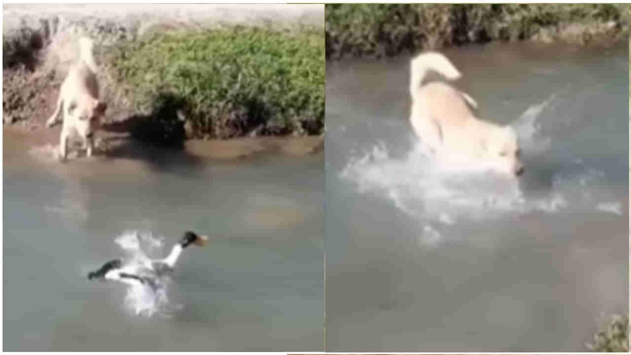 Dog vs Duck: వేటకు దిగిన కుక్కను ఆట ఆడేసుకున్న బాతు.. నెట్టింట నవ్వులు పూయిస్తున్న వీడియో.. మీరూ చూసేయండి..