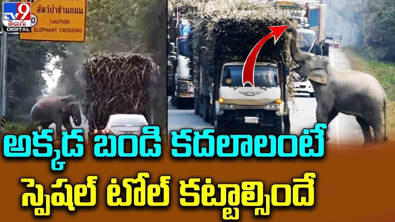 ఇది ఎలిఫెంట్‌ చెక్‌పోస్ట్‌.. ఆపి తీరాల్సిందే !!