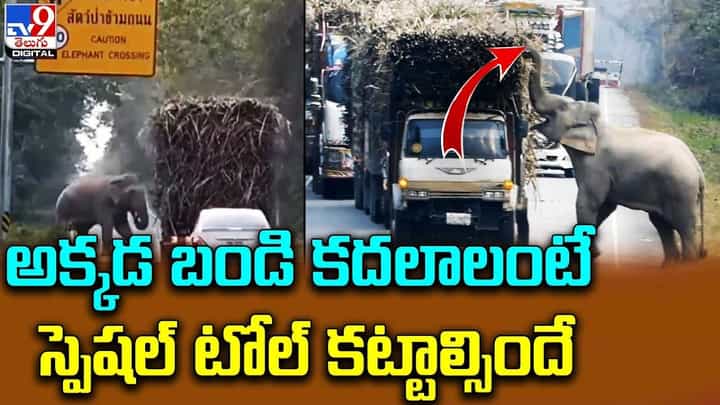 ఇది ఎలిఫెంట్ చెక్పోస్ట్.. ఆపి తీరాల్సిందే !! ఇది ఎలిఫెంట్ చెక్పోస్ట్.. ఆపి తీరాల్సిందే !!