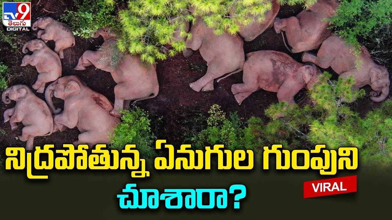 నిద్రపోతున్న ఏనుగుల గుంపుని చూశారా ??