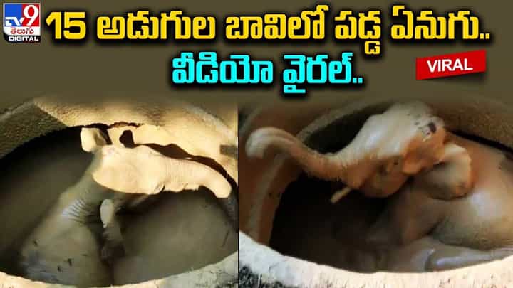 15 అడుగుల లోతైన బావిలో పడిపోయిన ఏనుగు.. వీడియో వైరల్ 15 అడుగుల లోతైన బావిలో పడిపోయిన ఏనుగు.. వీడియో వైరల్