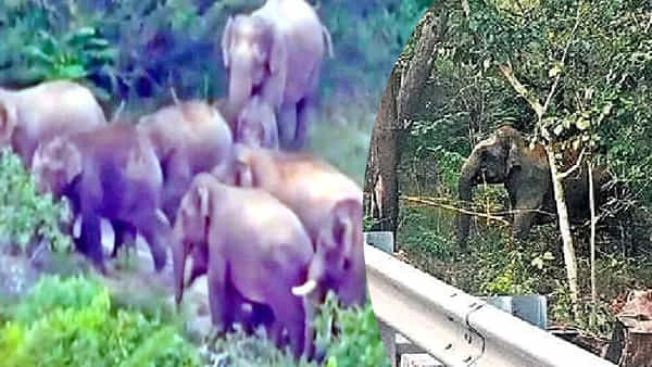 Tirumala: తిరుమల ఘాట్ రోడ్డులో ఏనుగుల గుంపు హల్ చల్.. వణికిపోయిన శ్రీవారి భక్తులు