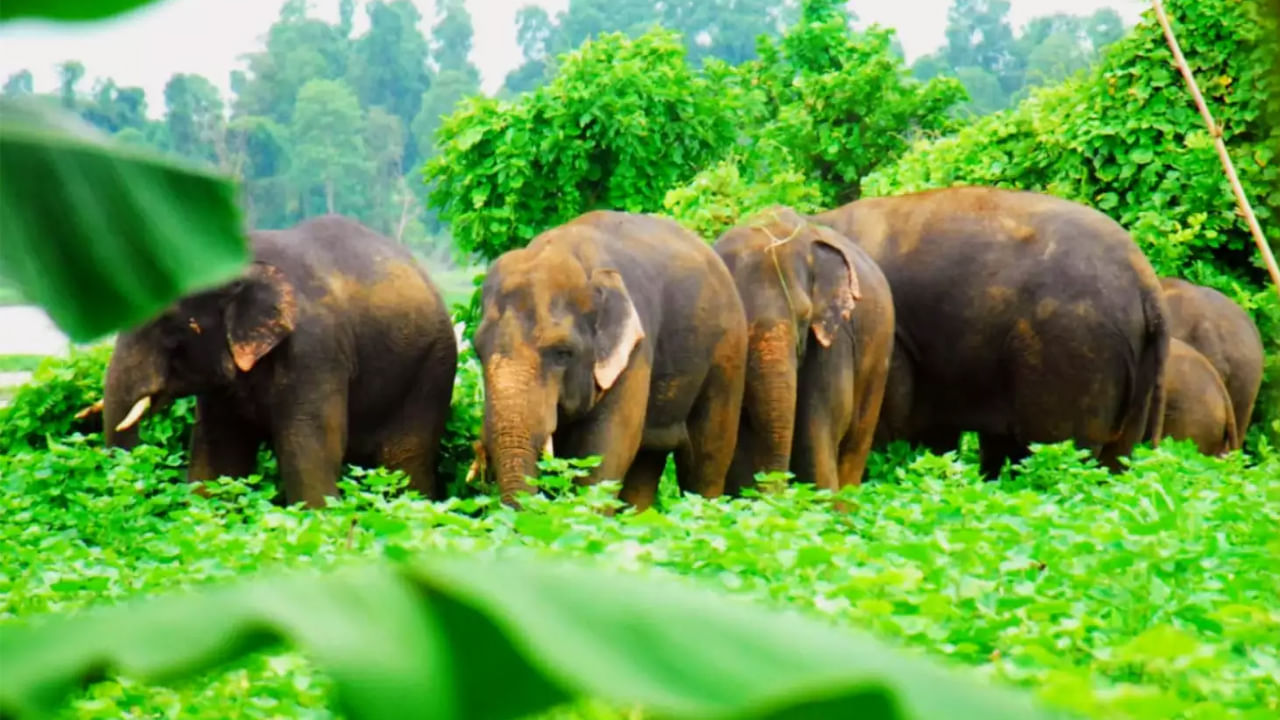 Elephants Hulchul: గ్రామాల్లో గజరాజుల బీభత్సం.. భయభ్రాంతుల్లో గ్రామస్థులు.. అరటి, చెరకు సహా అనేక పంటలు నాశనం