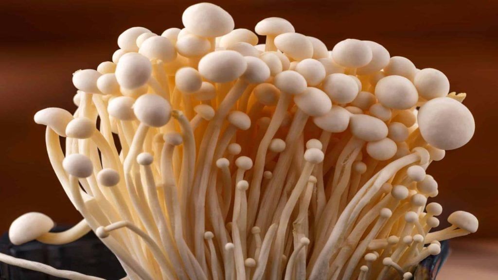 Enoki Mushroom