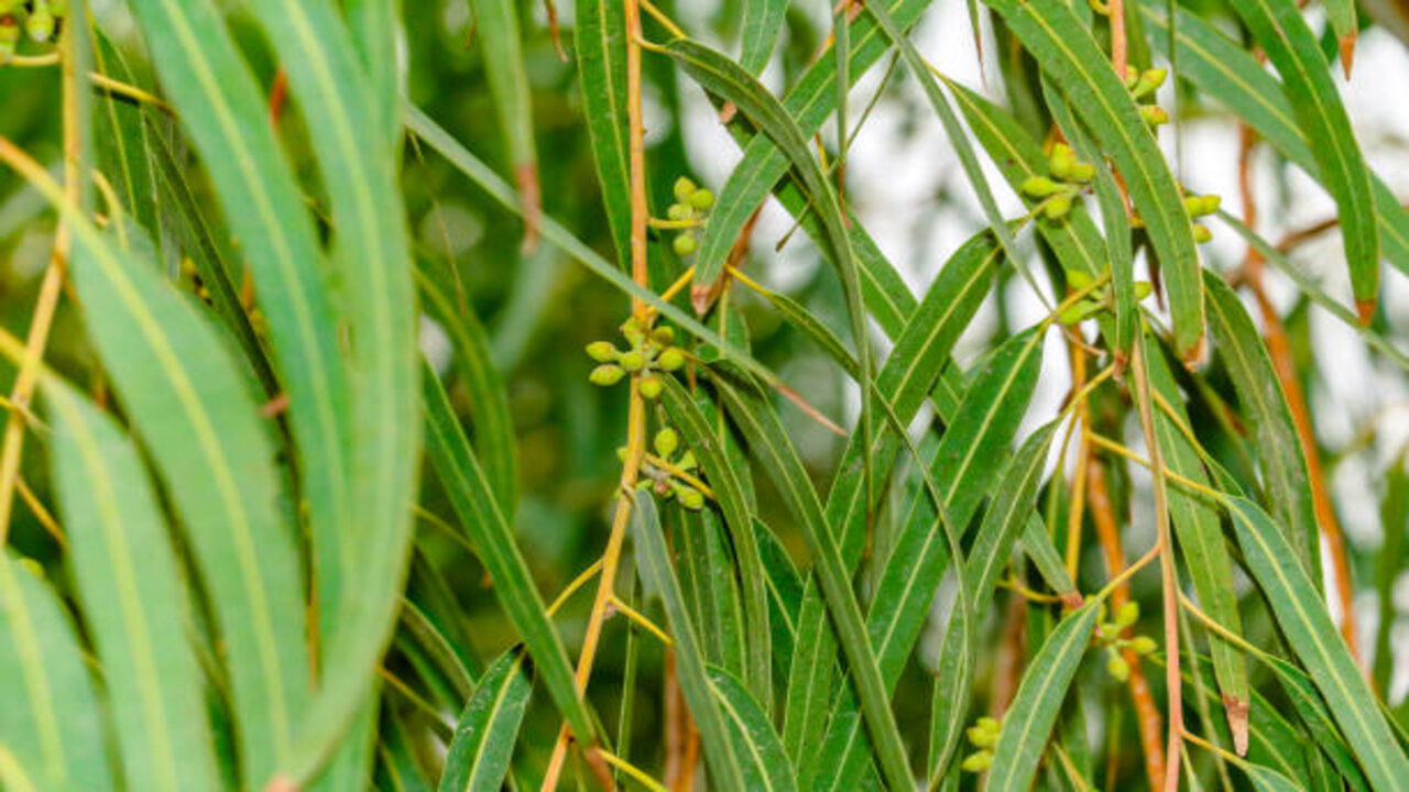 Eucalyptus Leaves : నీలగిరి ఆకులతో ఇన్ని ఉపయోగాలు ఉన్నాయని తెలిస్తే ఆశ్చర్యంలో ముగినిపోతారు..
