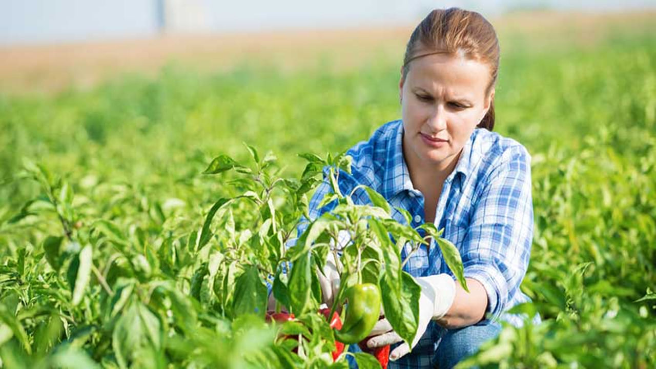 Expert in Farming: మీరు వ్యవసాయంలో దిట్ఠా. ఆ దేశంలో మంచి జీతంతో ఉద్యోగం.. పూర్తి వివరాల్లోకి వెళ్తే..