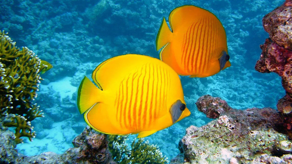 Fish 2