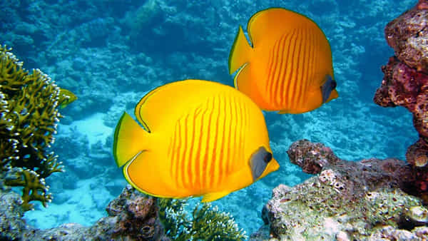 Fish Facts: చేపల ఒంటిపై చారలు, మచ్చలు ఎలా ఏర్పడతాయి? పరిశోధనల్లో సరికొత్త విషయాలు..