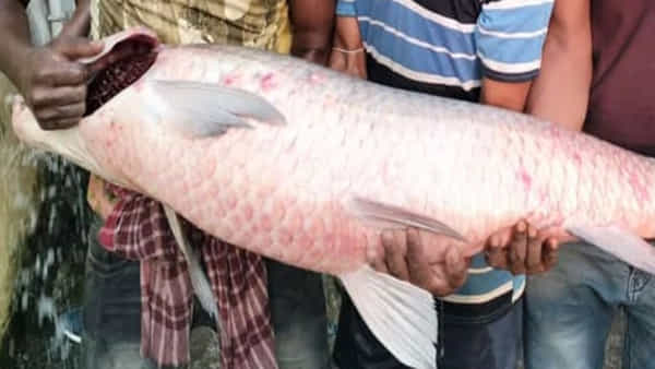 Viral: వల బరువెక్కడంతో సంబరపడిన జాలరి.. చిక్కిన చేప ఎంతకు అమ్ముడయ్యిందో తెలిస్తే..!