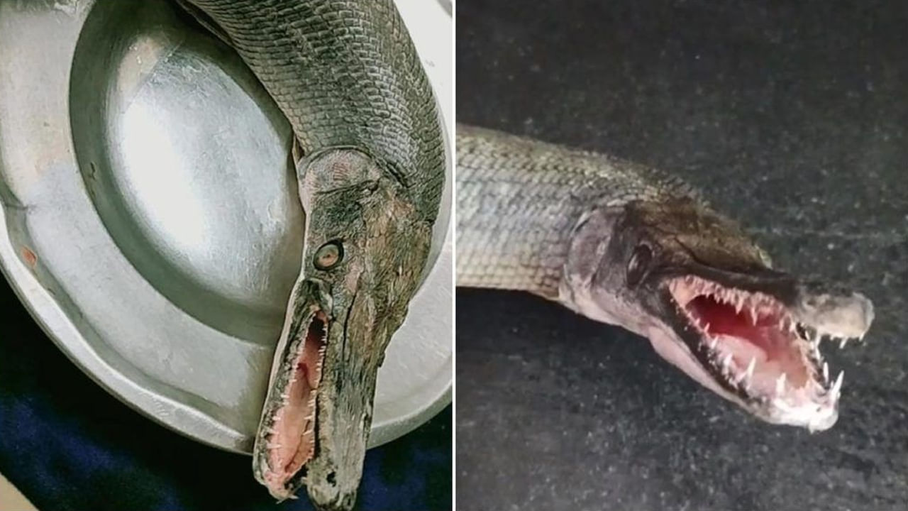 Fish With Alligator Mouth