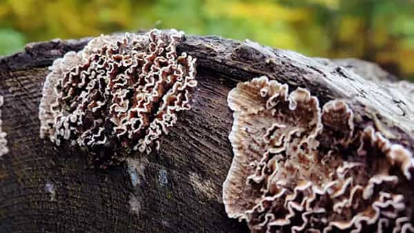 Plant Fungus: మానవ శరీరంలో ప్లాంట్ ఫంగస్.. కోల్కత్తాలో కొత్త కేసు నమోదు..