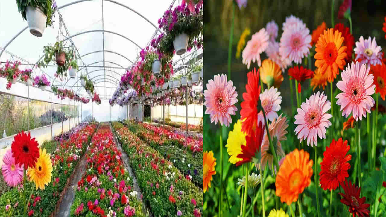 Floriculture: ఇటలీకి వెళ్లి కొత్త సాంకేతికతను నేర్చుకున్నాడు, పువ్వుల సాగుతో లక్షల్లో సంపాదిస్తున్నాడు