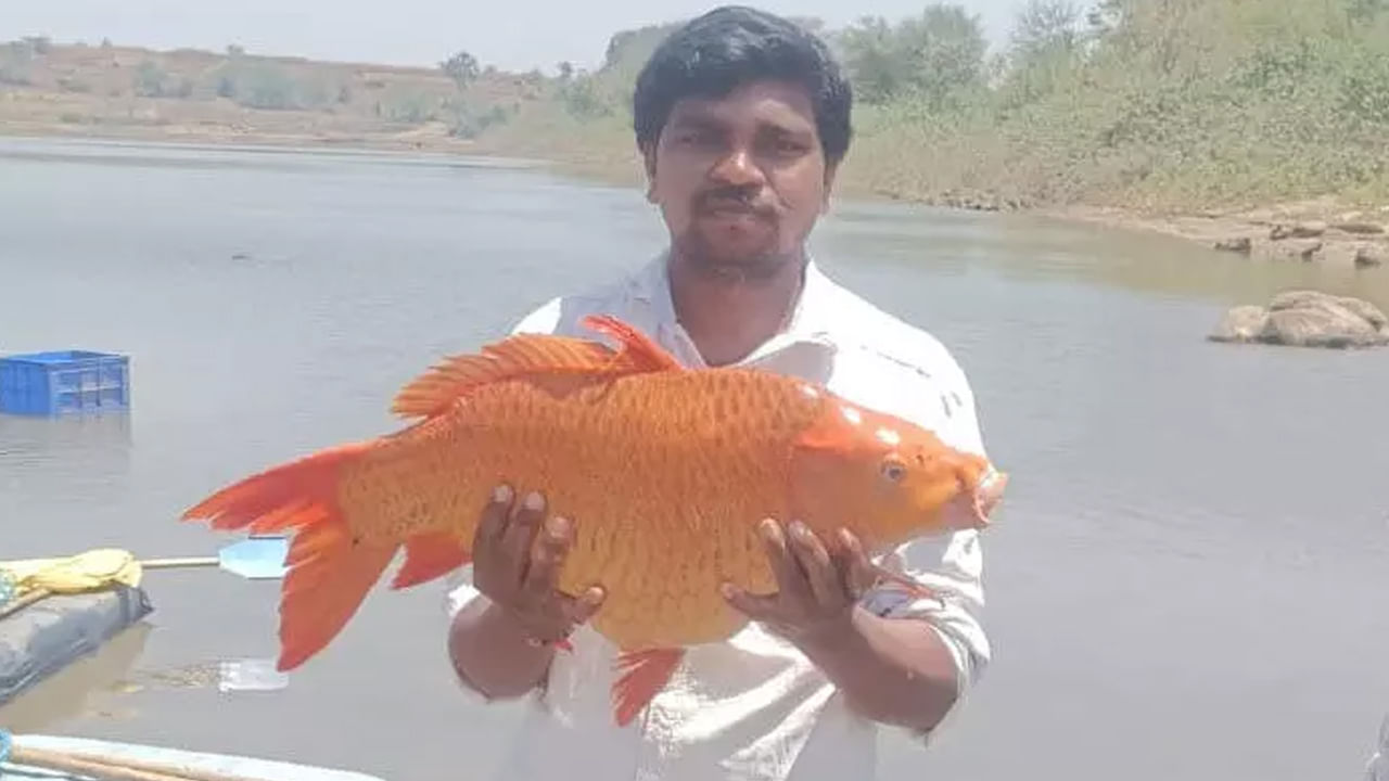 Golden Colored Fish