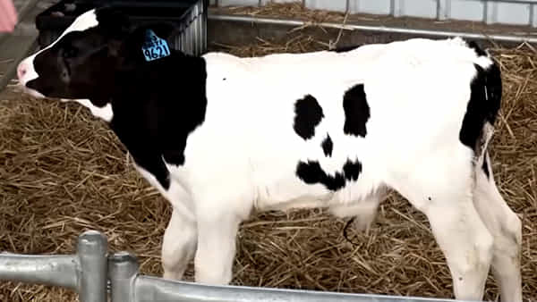 Viral Calf Photo: ఈ ఆవు దూడ పుట్టకతోనే చిన్నపాటి సెలబ్రెటీ.. హ్యాపీని చూడడానికి ఎగబడుతున్న జనం.. ఎందుకంటే?